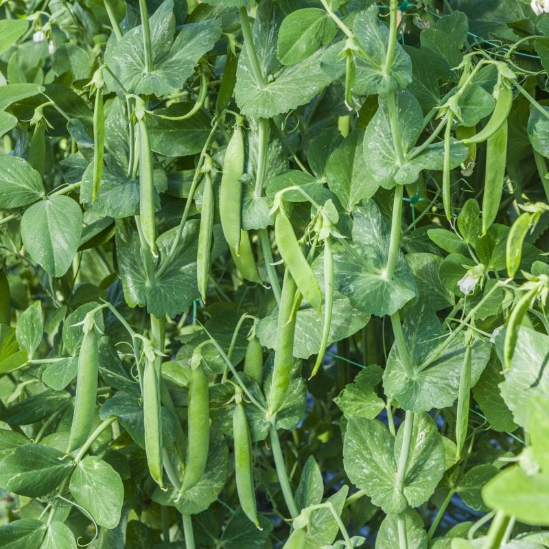 New Vegetable & Flower Seeds